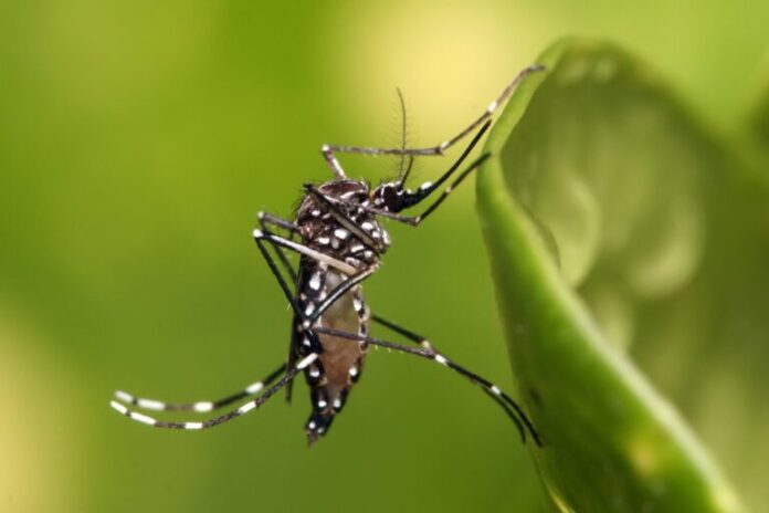 Divulgacao-Dengue-768x512