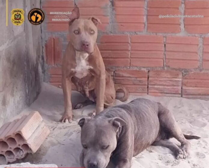 cadelas2