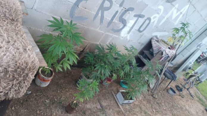 maconha